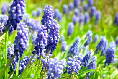 Close-up of purple flowers blooming in field