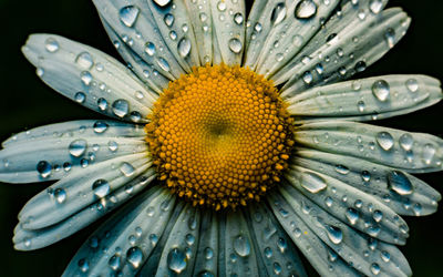 Close-up of water drops on daisy