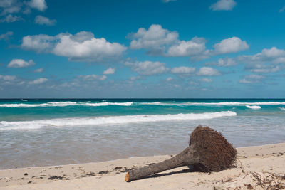 Scenic view of driftwood on beach against sky