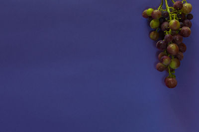 Close-up of grapes against blue background