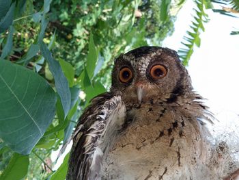 Close-up portrait of owl