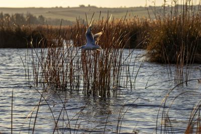 Bird perching on a lake