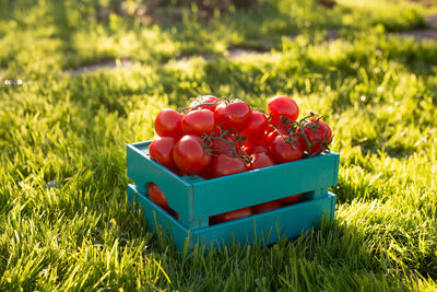 Close-up of red cherries on field