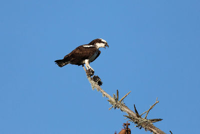 Low angle view of eagle perching on branch against sky