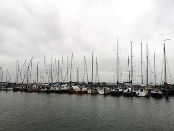 Sailboats moored in harbor