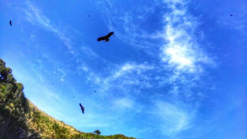 Low angle view of silhouette birds flying against blue sky