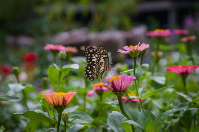 Close-up of butterfly pollinating on pink flower