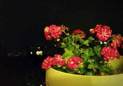 Close-up of flowers against wall