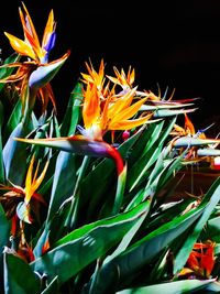 Close-up of flowers