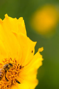 Close-up of yellow flower blooming outdoors