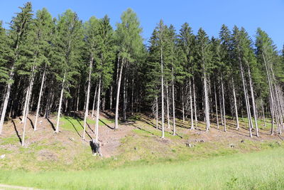 View of trees in forest