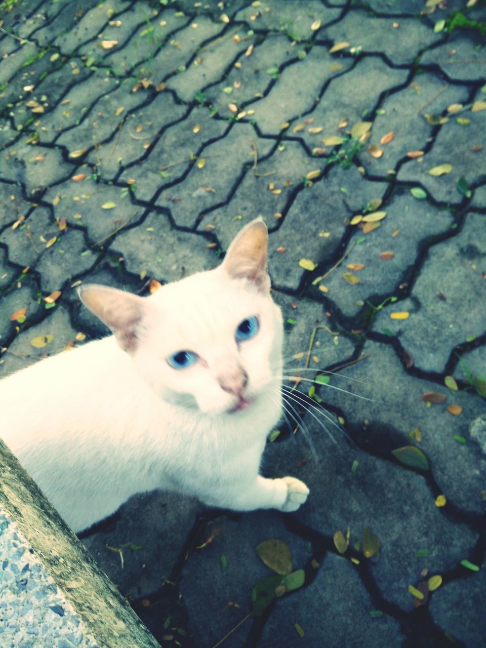 animal themes, domestic animals, one animal, pets, mammal, dog, high angle view, white color, portrait, looking at camera, domestic cat, cat, outdoors, sitting, day, cute, street, no people, close-up, zoology