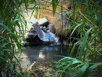 Plant growing in water