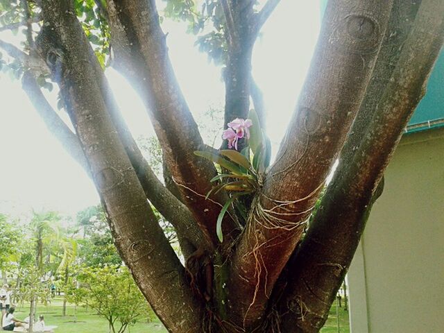 growth, tree, plant, tree trunk, nature, branch, sunlight, flower, close-up, beauty in nature, cactus, day, outdoors, hanging, no people, palm tree, thorn, low angle view, green color, sky