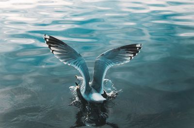 Close-up of swan swimming in lake