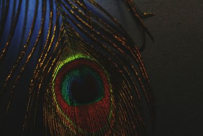 Close-up of peacock