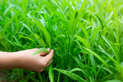 Close-up of hand touching grass on field