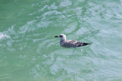 High angle view of seagull swimming in sea