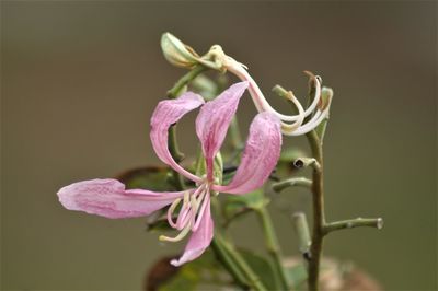 Close-up of pink flowering plant