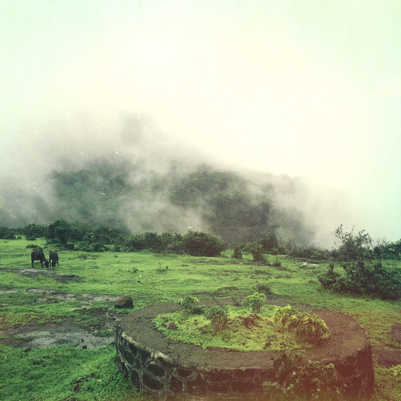 grass, field, landscape, fog, foggy, grassy, sky, tranquility, domestic animals, nature, scenics, livestock, weather, tranquil scene, tree, beauty in nature, horse, rural scene, mammal, green color