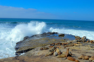 Scenic view of sea shore against sky