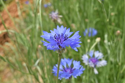 Close-up of purple flower blooming outdoors