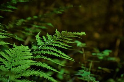 Close-up of fern