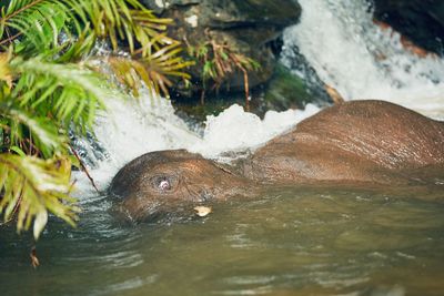 Close-up of elephant in river