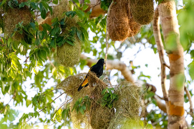 Low angle view of bird perching on tree