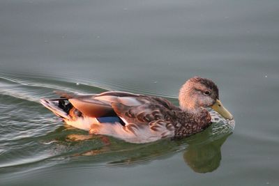 Close-up of duck swimming in lake