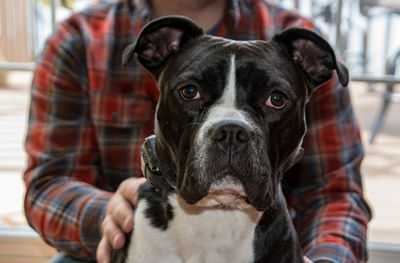 Close-up portrait of black dog