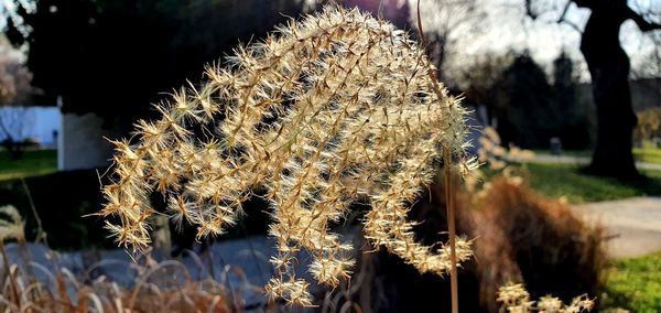 Close-up of cactus growing on field