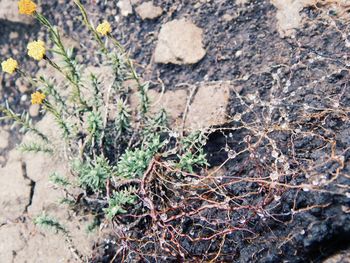 Close-up of plants