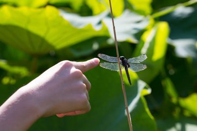 Cropped image of hand holding lizard