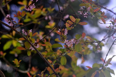 plant