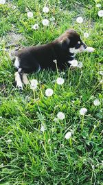 Cat relaxing on grassy field