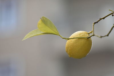 Close-up of yellow fruit on plant