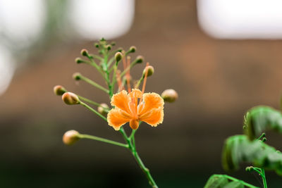 Close-up of flowering plant