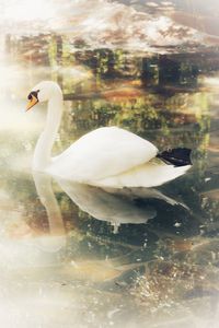 Swan swimming in lake