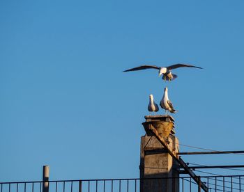 Low angle view of seagull flying against clear blue sky