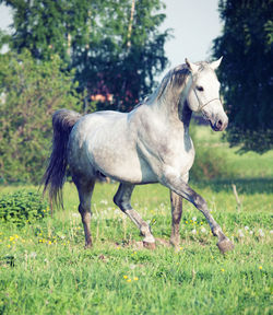 White horse running on grassy land