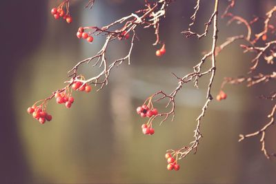 Close-up of red berries on tree