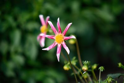 Close-up of flower blooming outdoors