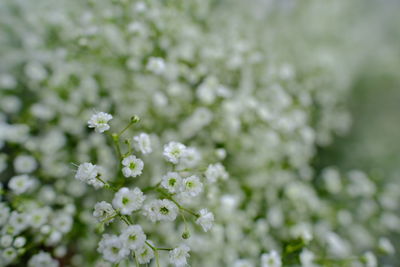 Close-up of white flowering plant