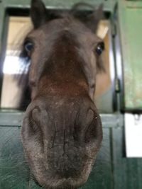 Close-up portrait of horse