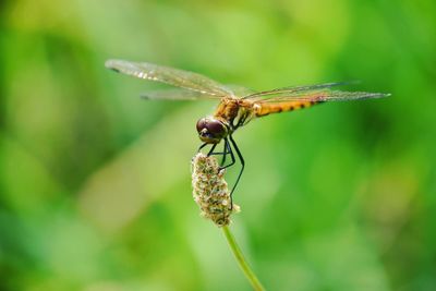 Close-up of insect on plant