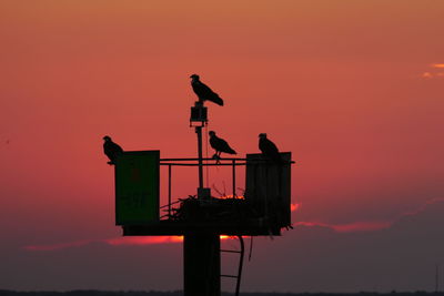 Silhouette birds perching on a orange sunset