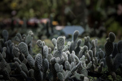 Cacti growing on land