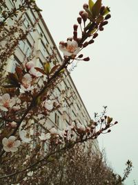 Low angle view of magnolia on tree in city against sky