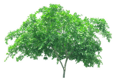 Close-up of leaves against white background